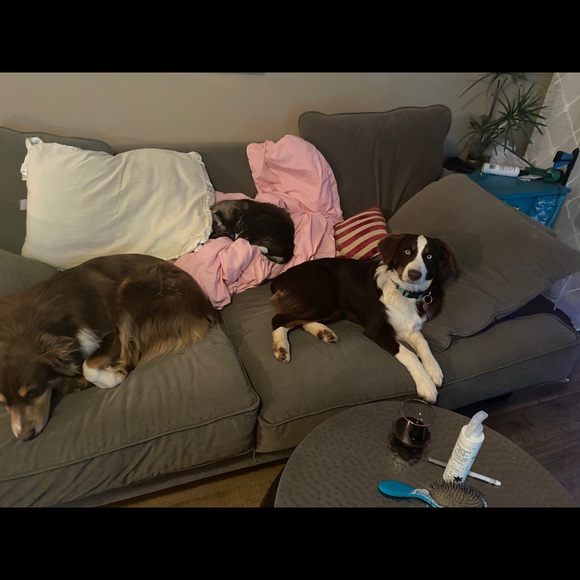 Meet your Posher, Tara - Picture 1 of 1